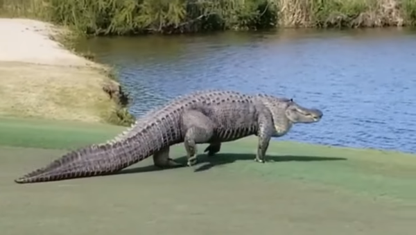 Very Large Gator On The 17th Green - Savannah, GA Golf Course - Sputnik International