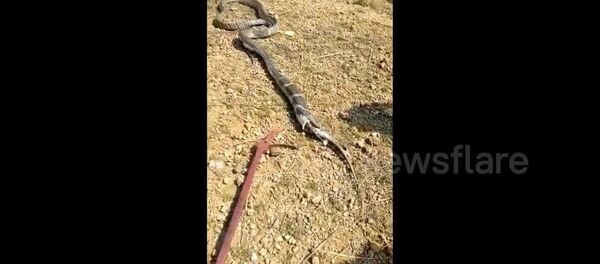 King Cobra Found in House Spits out Monitor Lizard - Sputnik International