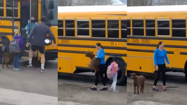 New Kid on the Bus: Goat Tries to Catch a Ride on Schoolbus - Sputnik International