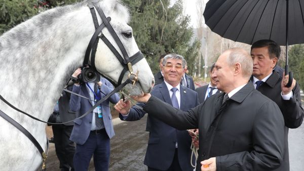 Surprise for Mr President: Tigers, Horses and Dogs Presented to Putin - Sputnik International