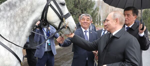 Surprise for Mr President: Tigers, Horses and Dogs Presented to Putin Surprise for Mr President: Tigers, Horses and Dogs Presented to Putin - Sputnik International