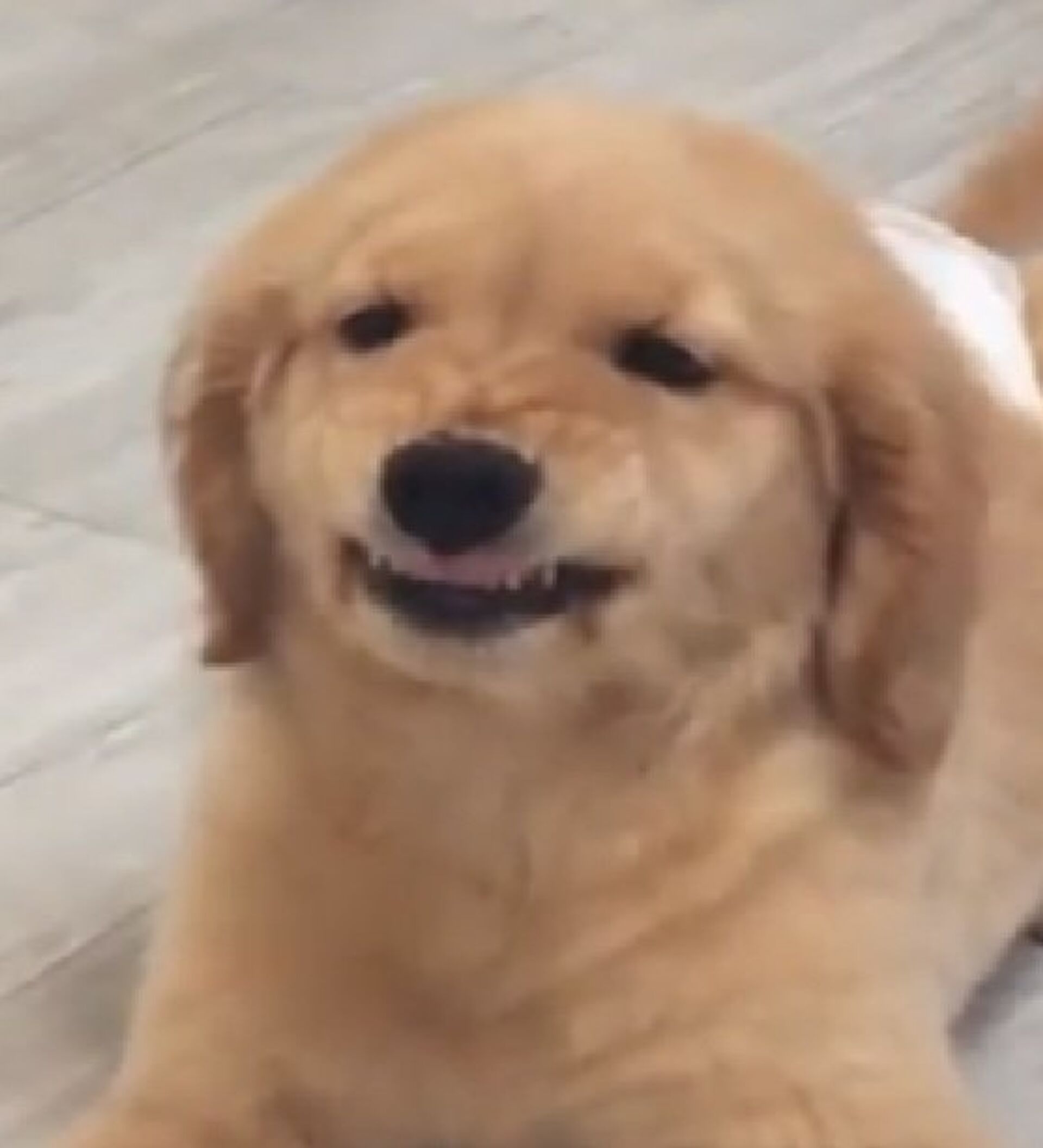 Golden Retriever Puppy Tries Being Angry 31 03 2019 Sputnik 