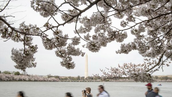 People visit the cherry blossom trees along the Tidal Basin, Saturday, March 30, 2019, in Washington. Peak bloom is expected April 1, according to the National Park Service. - Sputnik International