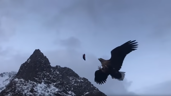 White-Tailed Sea Eagle Swoops Down, Snags a Bite to Eat - Sputnik International
