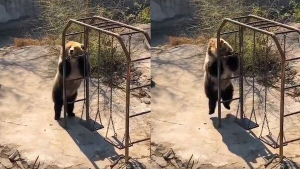 Disco dancing bear sends internet into a frenzy with her dance - Sputnik International