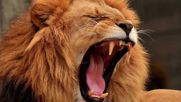 Lion roaring - Sputnik International