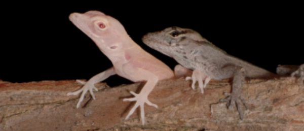 Scientists at the University of Georgia use CRISPR technology to create the world's first genetically-modified reptiles Scientists at the University of Georgia use CRISPR technology to create the world's first genetically-modified reptiles - Sputnik International