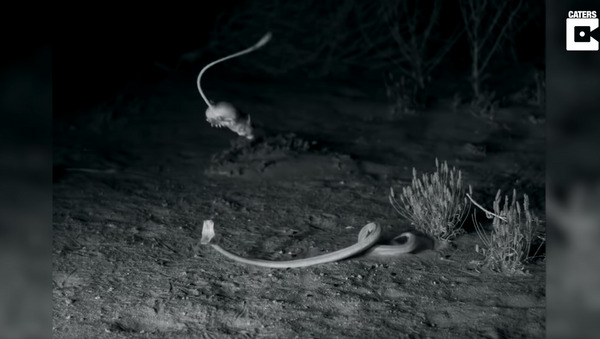 Ninja Rodents: Kangaroo Rats Evade Venomous Sidewinder Rattlesnakes - Sputnik International