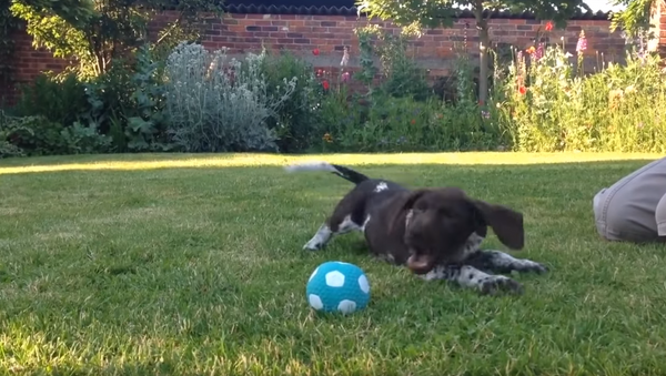 Shorthaired Pointer Baffled by Squeaky Ball - Sputnik International