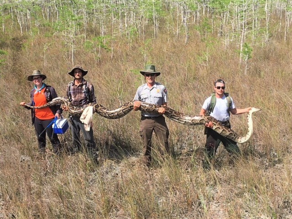 Officials from Florida's Big Cypress National Preserve hold a massive 17-Foot python Officials from Florida's Big Cypress National Preserve hold a massive 17-Foot python - Sputnik International