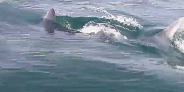 Dusky Shark Caught on Camera Near Netanya, Israel Dusky Shark Caught on Camera Near Netanya, Israel - Sputnik International