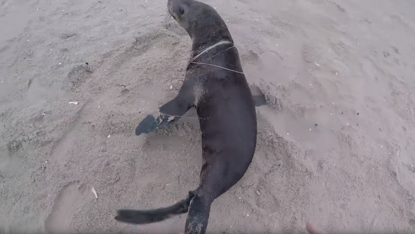 Helpless Seal Freed From Commercial Fishing Line on African Beach - Sputnik International