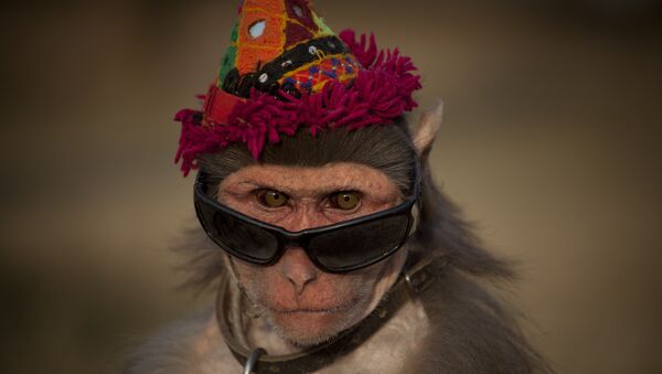A dressed monkey sits at a roadside to earn money from passers-by for his owner in Islamabad, Pakistan on Friday, Jan 13, 2012 - Sputnik International