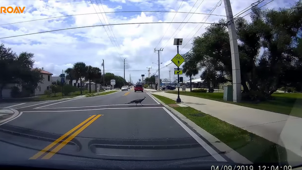 Florida Peacock Struts Safely Using Crosswalk - Sputnik International