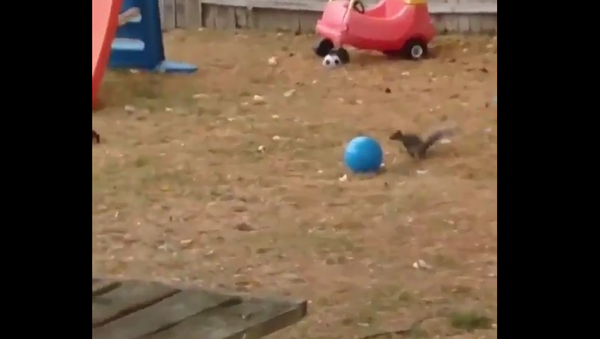 Squirrel playing With Ball - Sputnik International