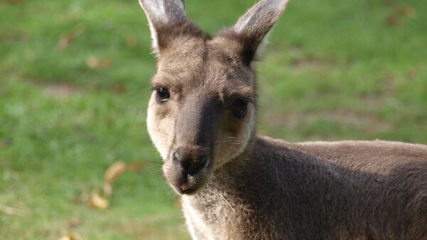 Kangaroo (File photo). - Sputnik International
