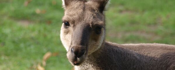Kangaroo (File photo). Kangaroo (File photo). - Sputnik International