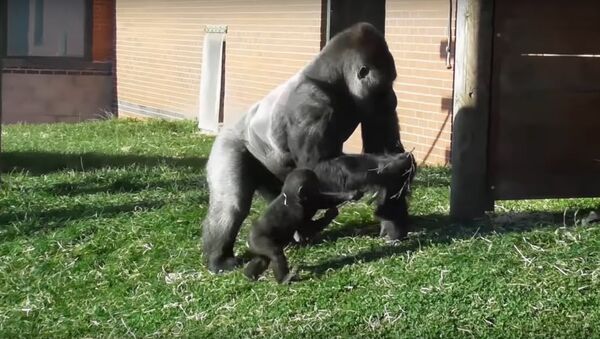 Rowdy baby gorilla gets disciplined by his dad - Sputnik International