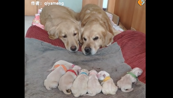 Proud Parents: Golden Retrievers Fight Sleep While Watching Newborn Pups - Sputnik International
