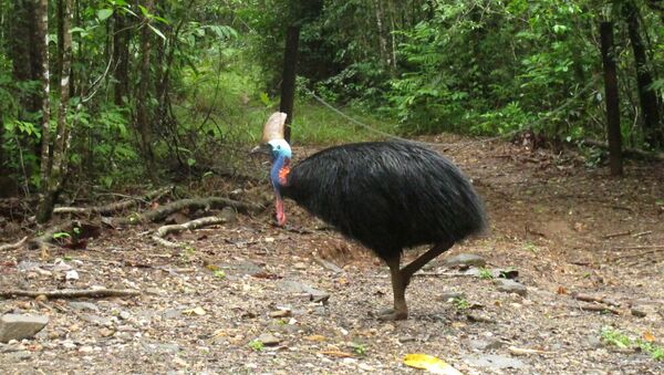 In this June 30, 2015, file photo, an endangered cassowary roams in the Daintree National Forest, Australia. On Friday, April 12, 2019, a cassowary, a large, flightless bird native to Australia and New Guinea, killed its owner when it attacked him after he fell on his property near Gainesville, Fla. - Sputnik International