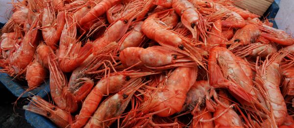 Shrimps Shrimps - Sputnik International