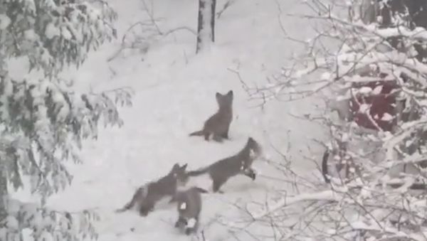 Five Baby Foxes Frolic in Spring Snowfall - Sputnik International