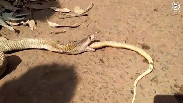 Cannibalistic Cobra regurgitates another cobra - Sputnik International