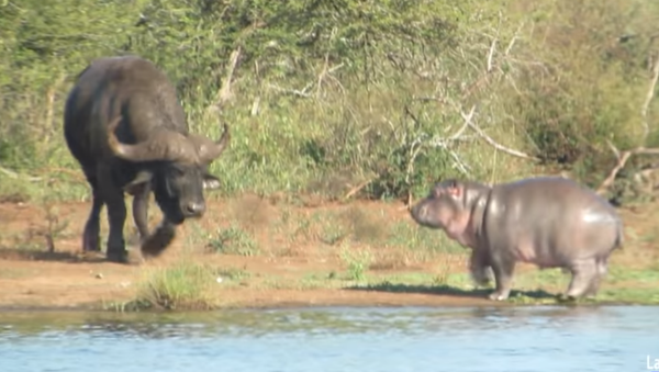 Hippo and Buffalo - Sputnik International
