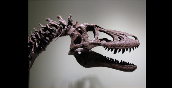 Baby T-rex skull Baby T-rex skull - Sputnik International