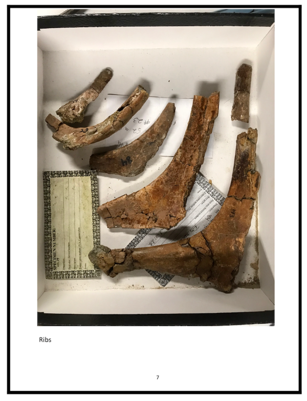 Baby T-rex ribs Baby T-rex ribs - Sputnik International