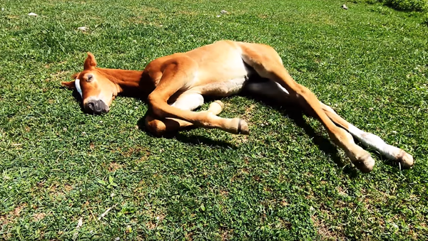 Foal Soaks Up the Sun While Running in His Sleep - Sputnik International