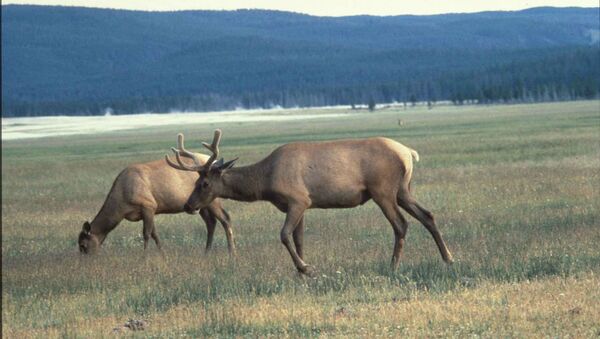 American elk cervus elaphus or wapiti deer - Sputnik International
