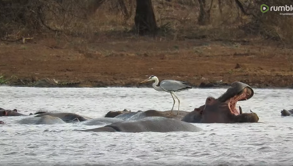 Fearless Heron Perches on Hippo’s Back - Sputnik International