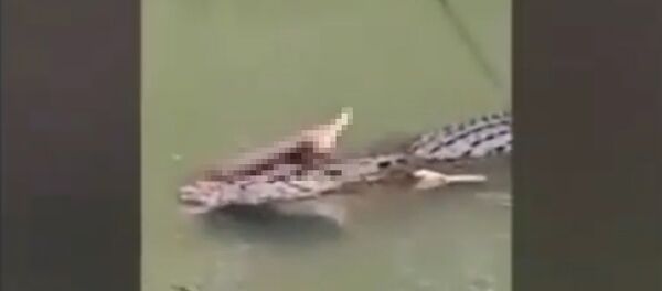 Crocodile Surfaces With Missing Snorkeller - Sputnik International