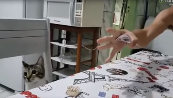 Magic Trick Leaves Cat Searching for Answers - Sputnik International