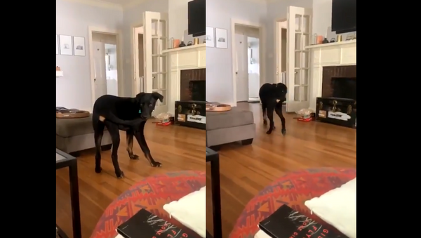 ‘Now What?’: Determined Dog Catches Tail, Makes Awkward Exit - Sputnik International