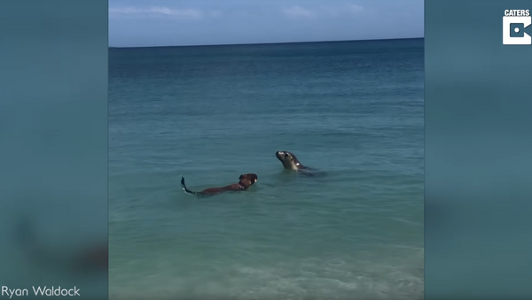 Dog Joins Social Sea Lion for a Swim - Sputnik International