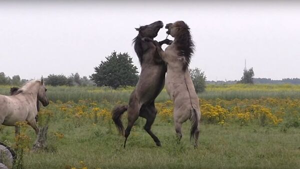 Fighting wild horse gets help from friend during scuffle - Sputnik International