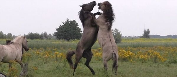 Fighting wild horse gets help from friend during scuffle Fighting wild horse gets help from friend during scuffle - Sputnik International