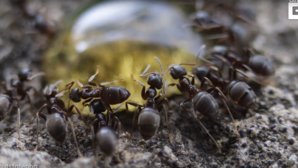 Macro Magnificence: Ant Colony Devours Honey Droplet - Sputnik International
