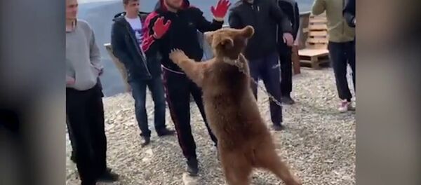 Нурмагомедов снова поборолся с медвежонком| UFC| ММА Нурмагомедов снова поборолся с медвежонком| UFC| ММА - Sputnik International