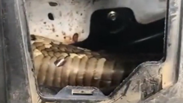 King cobra found stuck in car engine - Sputnik International