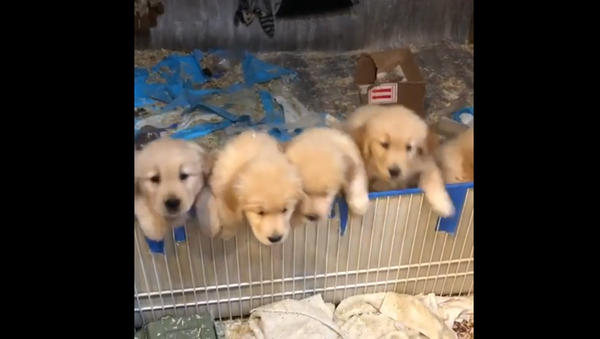 Golden Retriever Puppies - Sputnik International