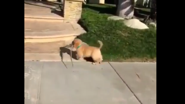 Golden retriever pup with a stick - Sputnik International