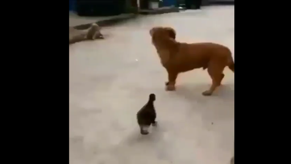 Golden Retriever and a duck - Sputnik International