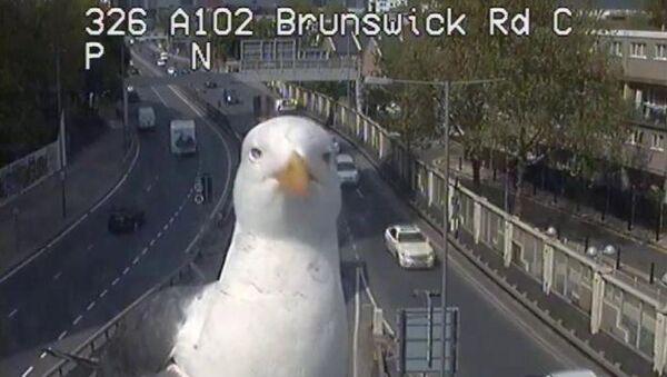 Seagull Poses in Front of Traffic Camera in London - Sputnik International