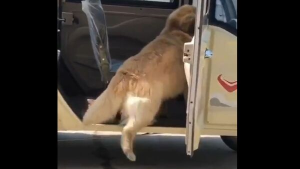 A dog leaving a car - Sputnik International