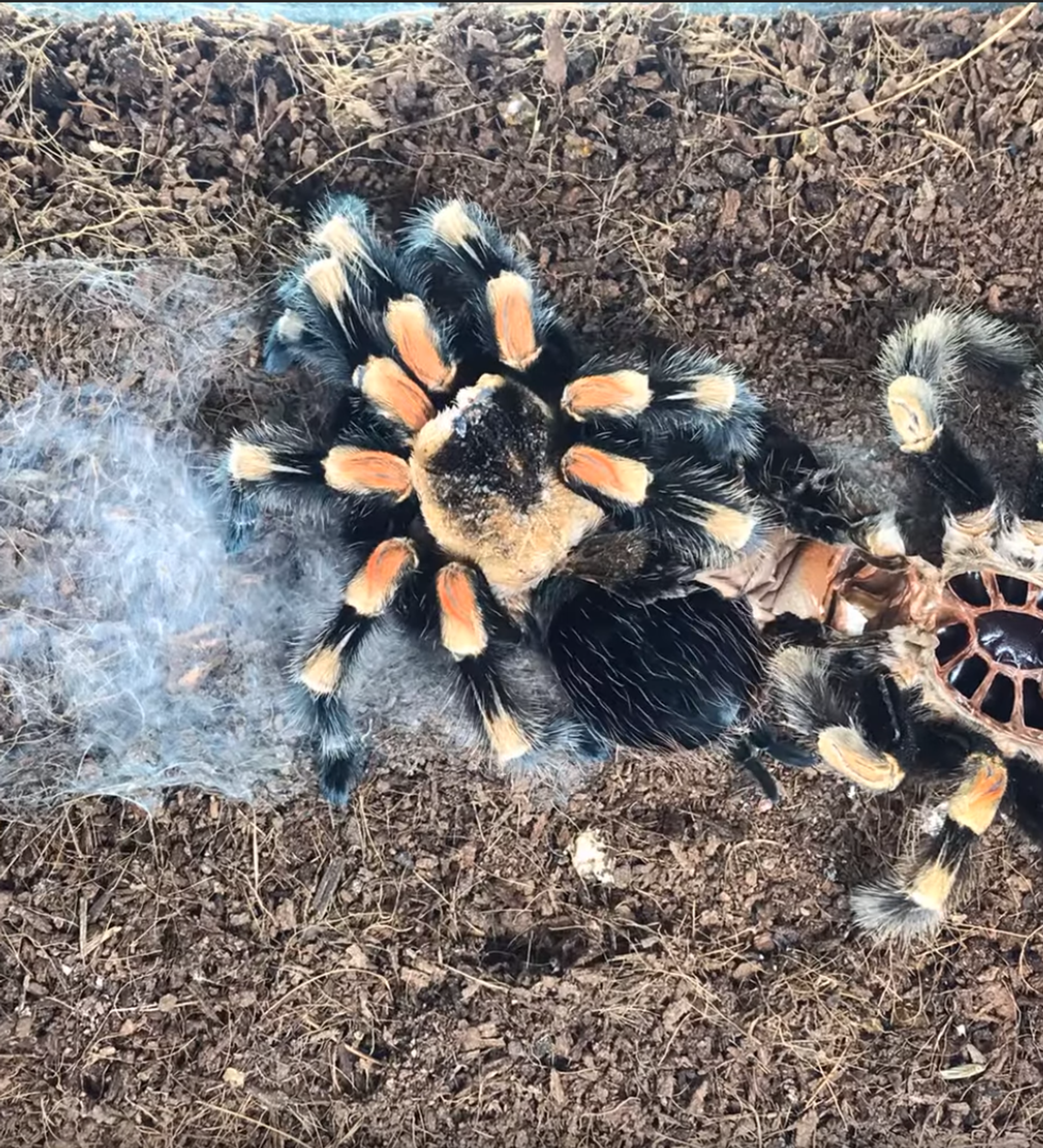 Mexican Red Knee Tarantula Molting Mexican Red Knee Tarantula Molting