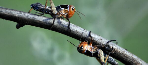 Swarm of Locusts Swarm of Locusts - Sputnik International