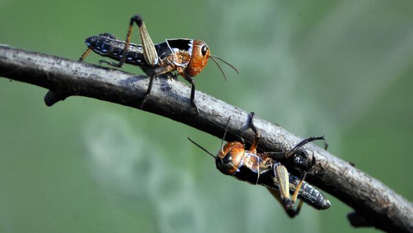 Swarm of Locusts - Sputnik International